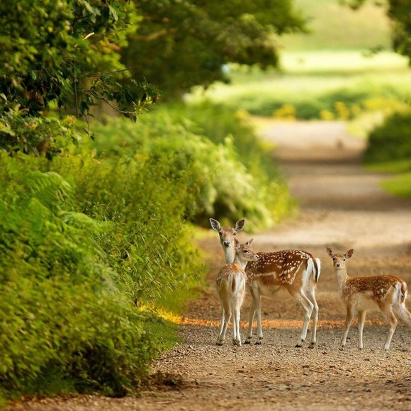 Meet your Posher, Grace - Picture 1 of 1